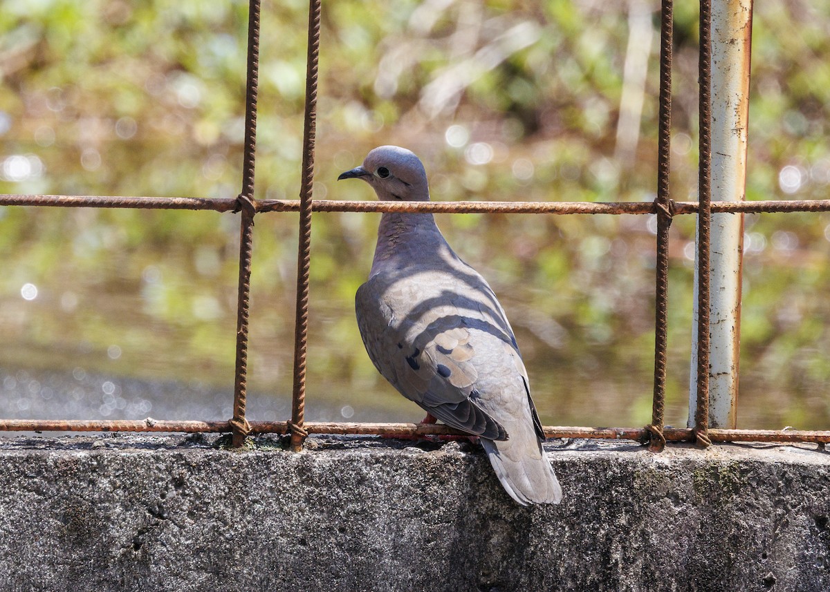 Eared Dove - ML644474429