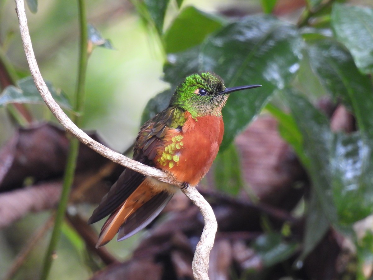 Chestnut-breasted Coronet - ML644474430