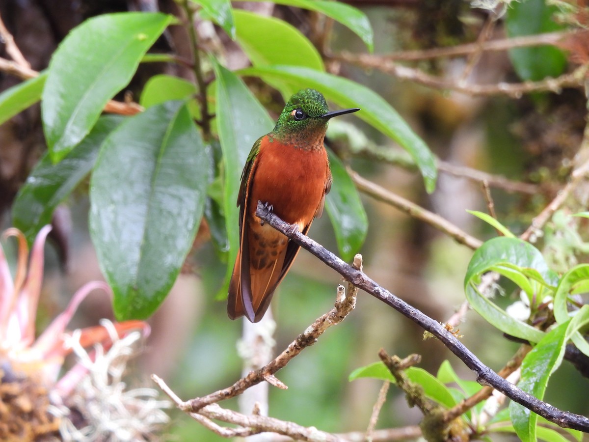 Chestnut-breasted Coronet - ML644474433