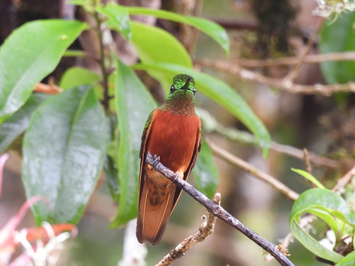 Chestnut-breasted Coronet - ML644474434