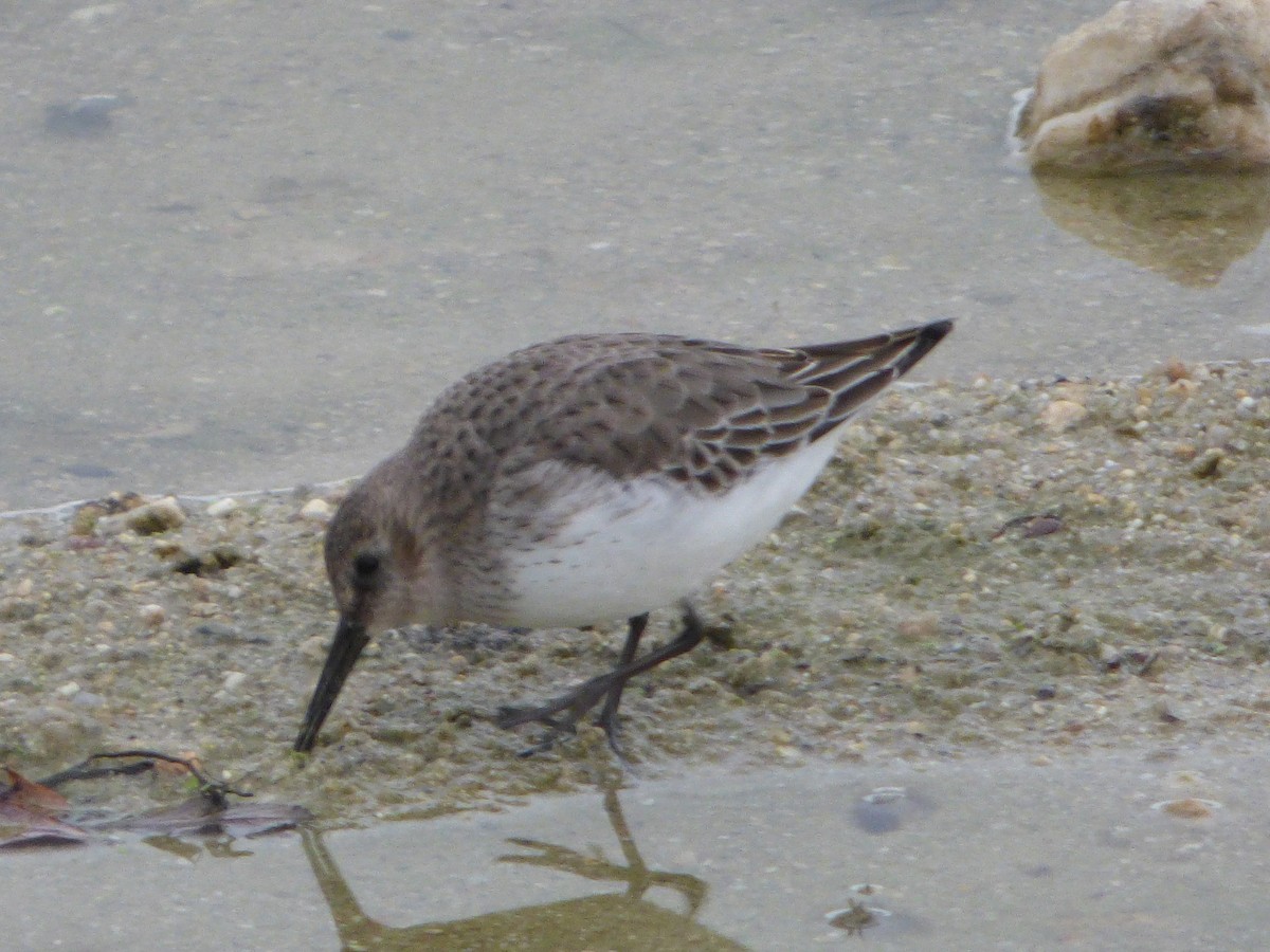 Чернозобик - ML644474435