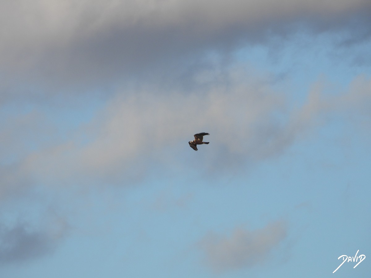 Western Marsh Harrier - ML644474438