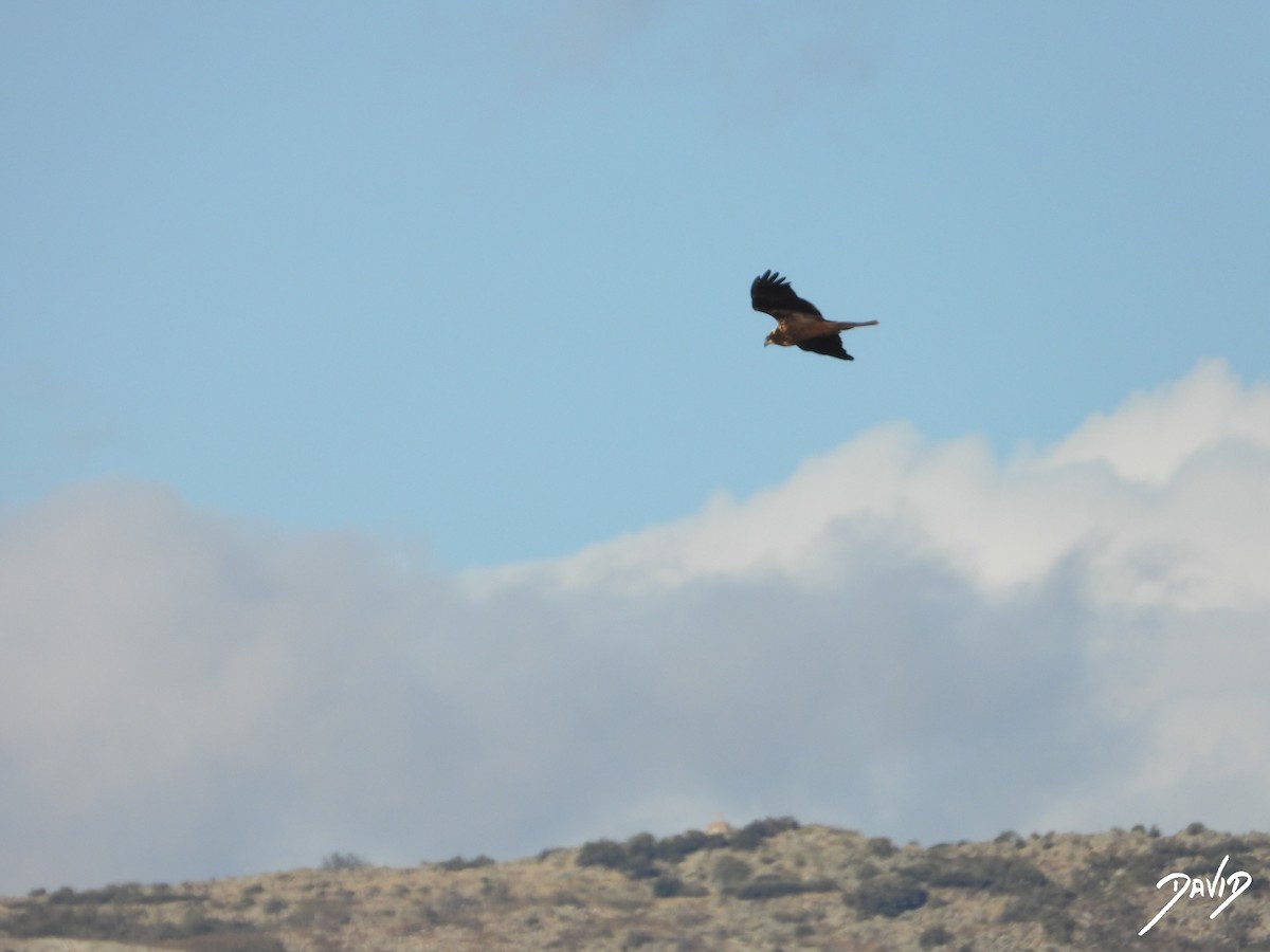 Western Marsh Harrier - ML644474439