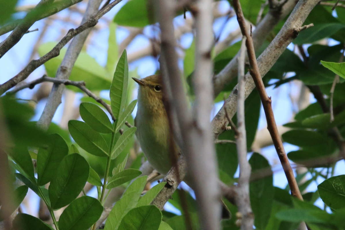 嘰喳柳鶯 - ML644474440