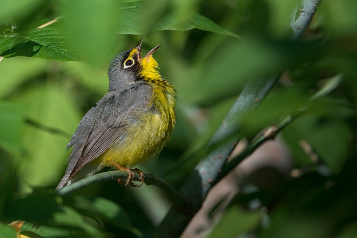 Canada Warbler - ML644474444