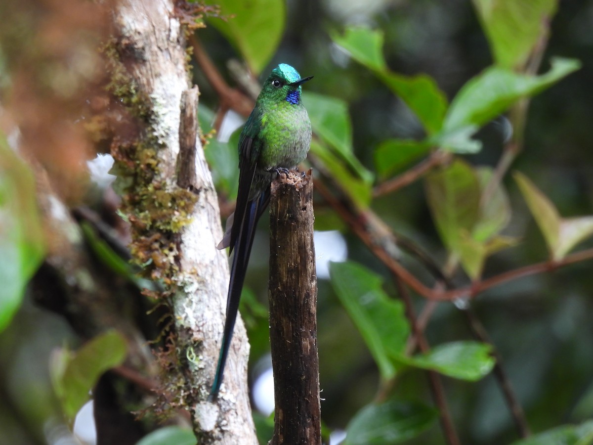 Long-tailed Sylph - ML644474445