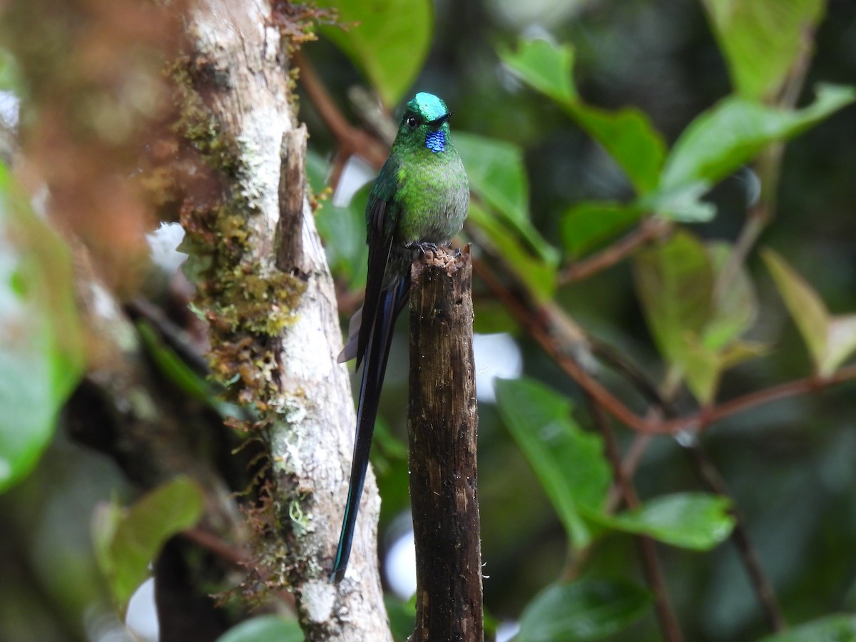 Long-tailed Sylph - ML644474447