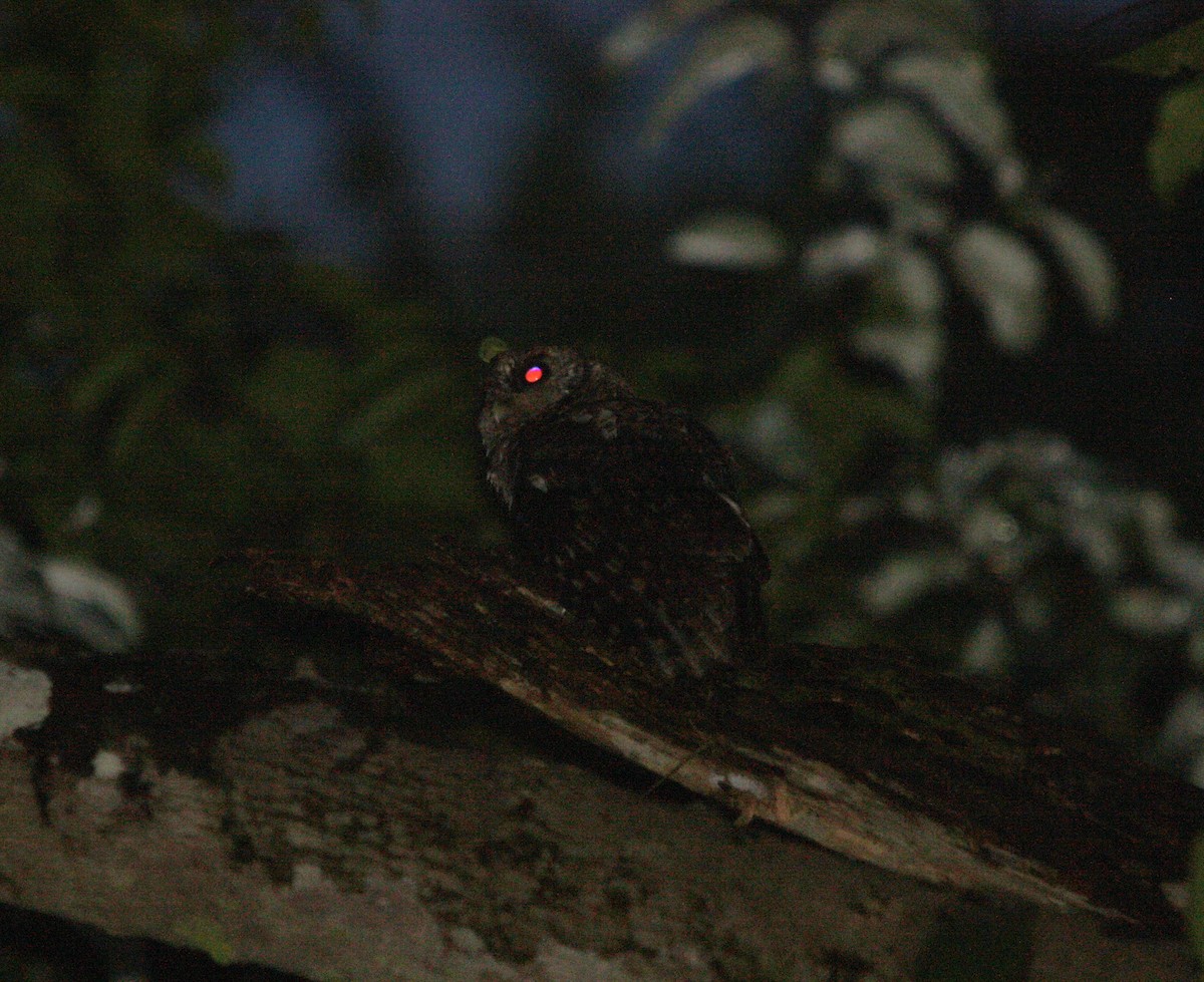 výreček tmavohlavý - ML644474448