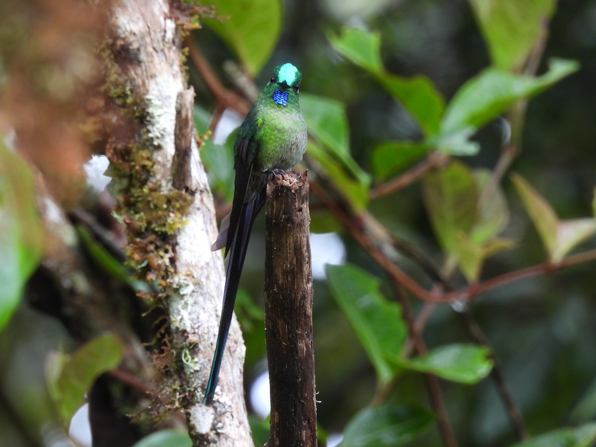Long-tailed Sylph - ML644474449