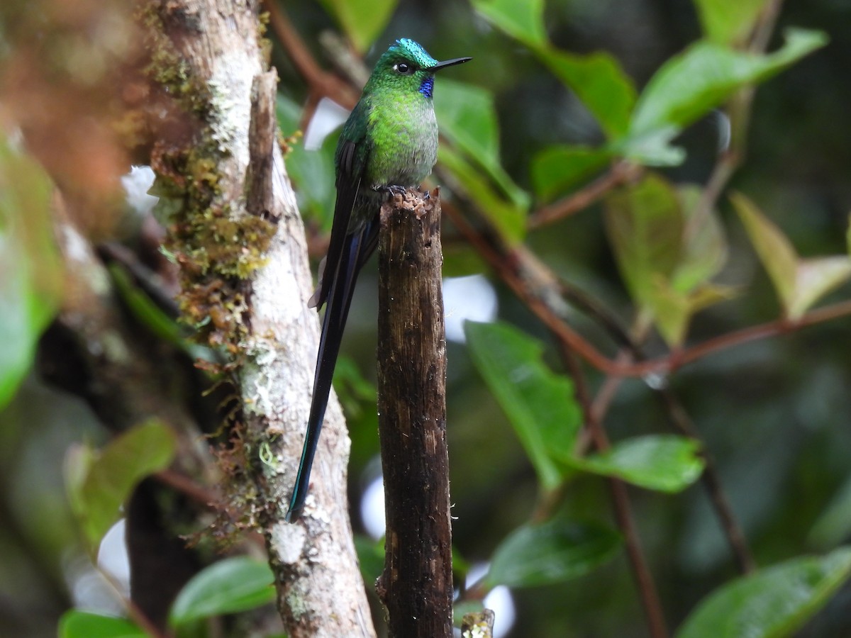 Long-tailed Sylph - ML644474450