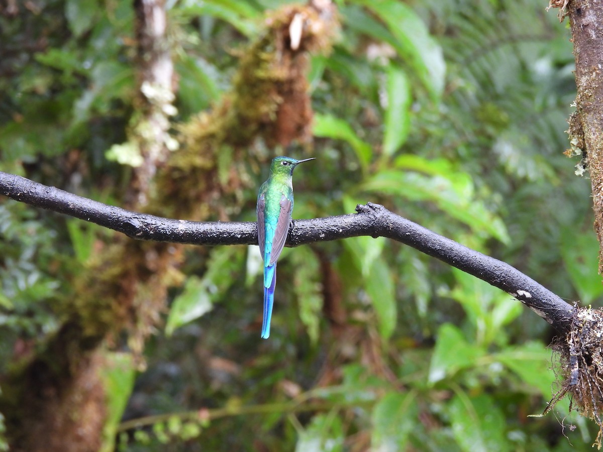 Long-tailed Sylph - ML644474451