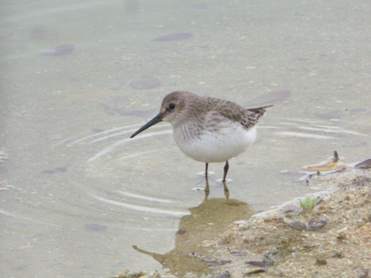 Чернозобик - ML644474457