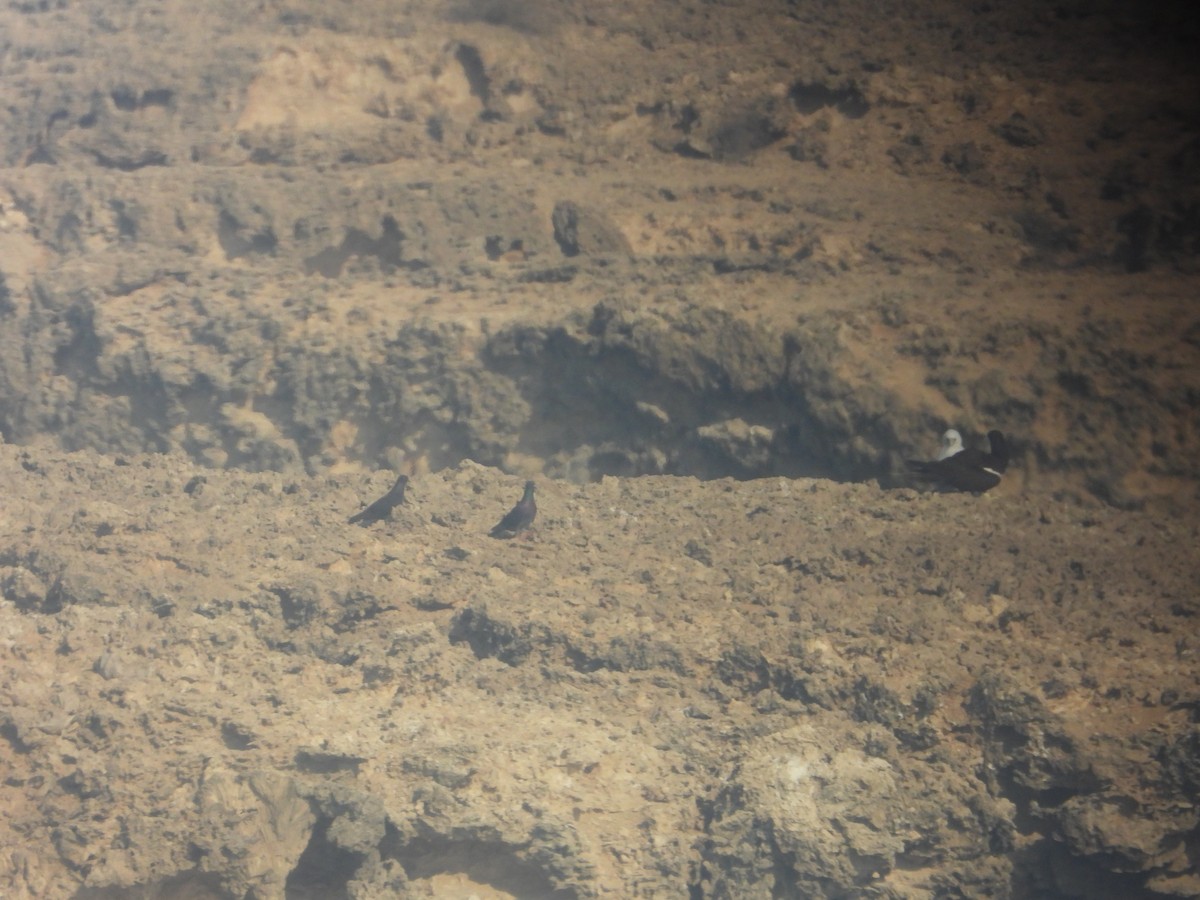 Brown Booby - ML644474458