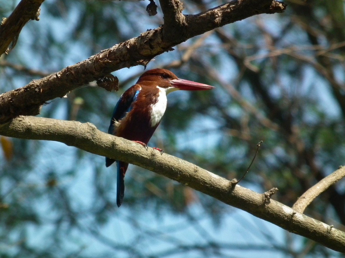 White-throated Kingfisher - ML644474459