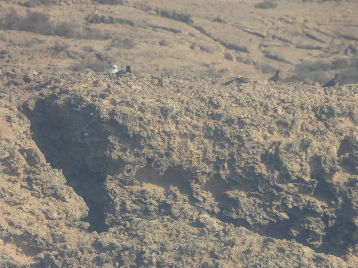 Brown Booby - ML644474497