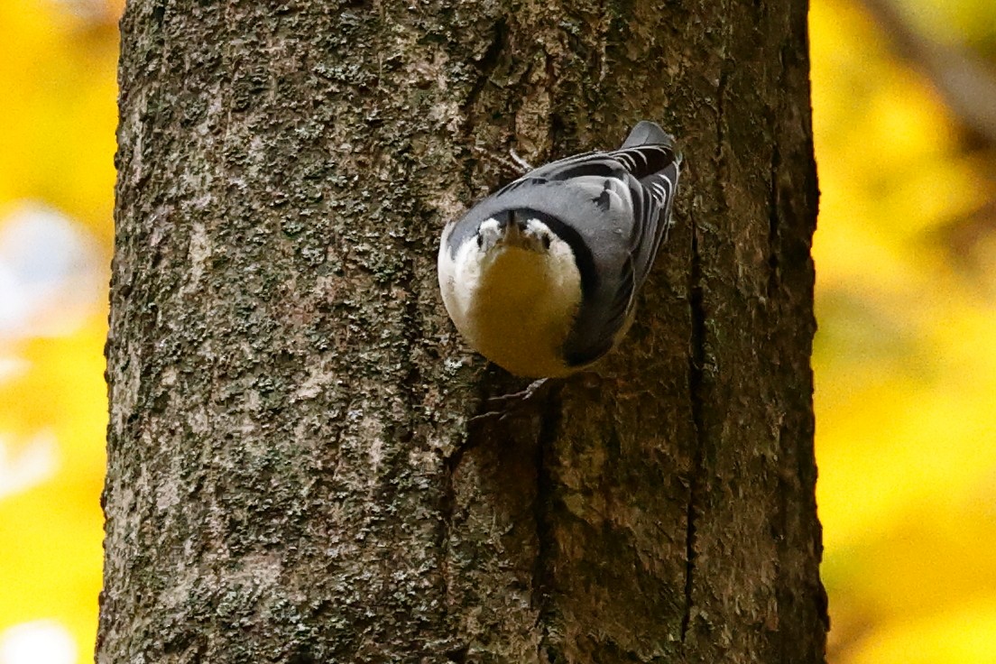 ムナジロゴジュウカラ - ML644474499