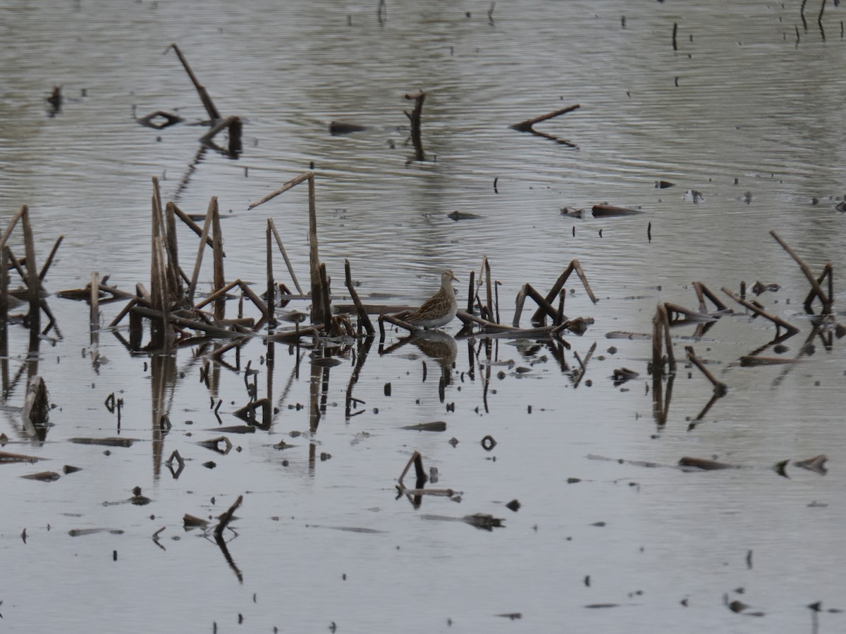 Pectoral Sandpiper - ML644474506