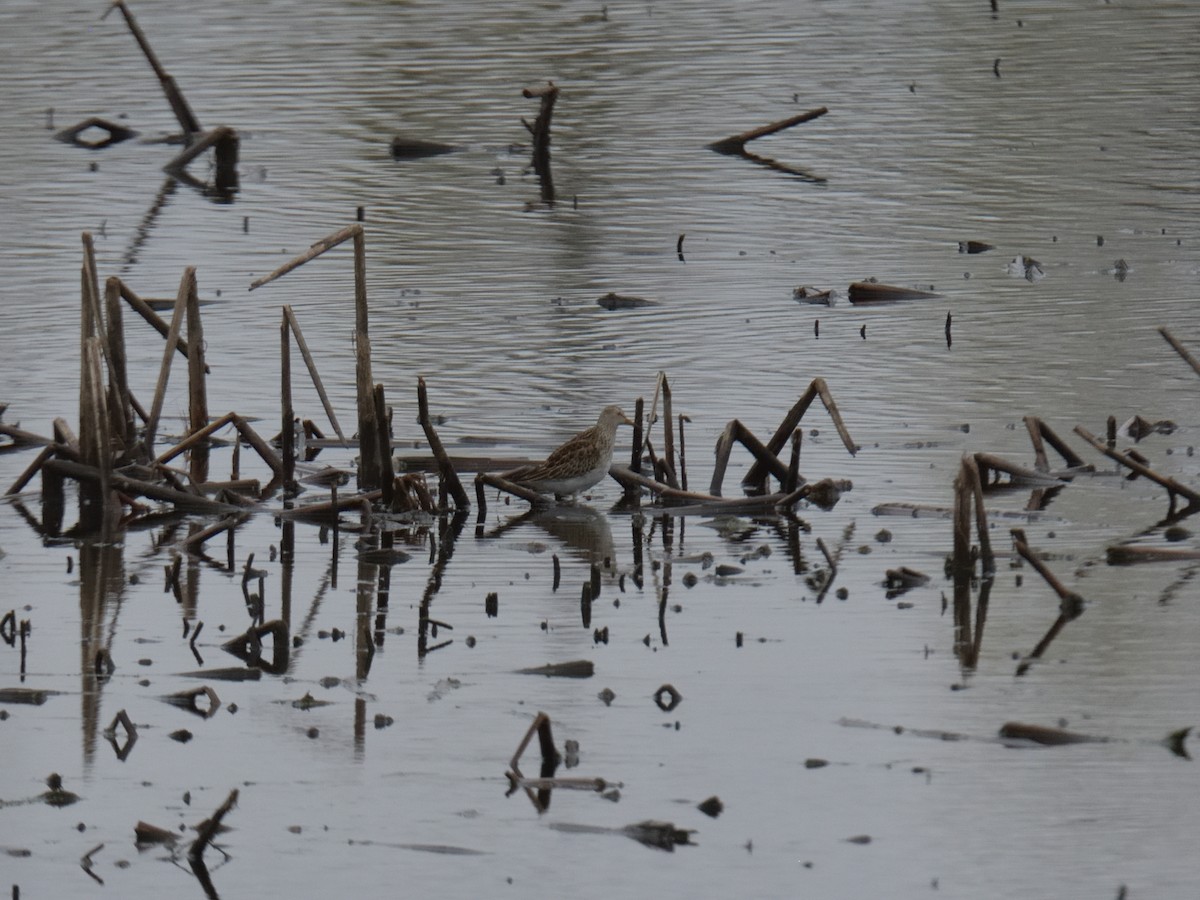 Pectoral Sandpiper - ML644474507