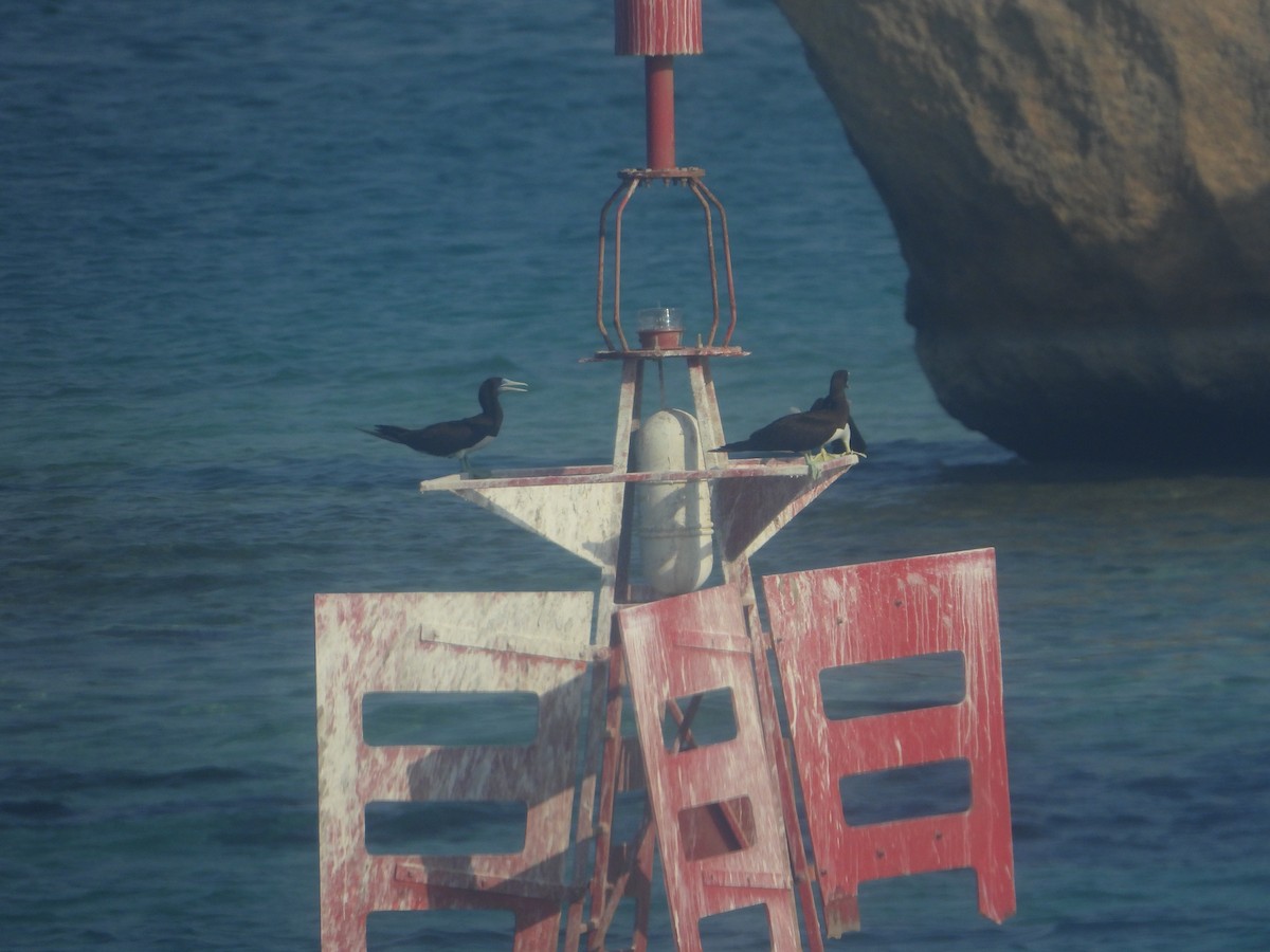 Brown Booby - ML644474509