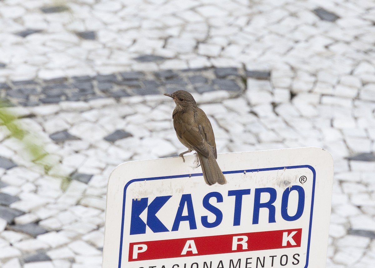 Fahlbrustdrossel - ML644474514