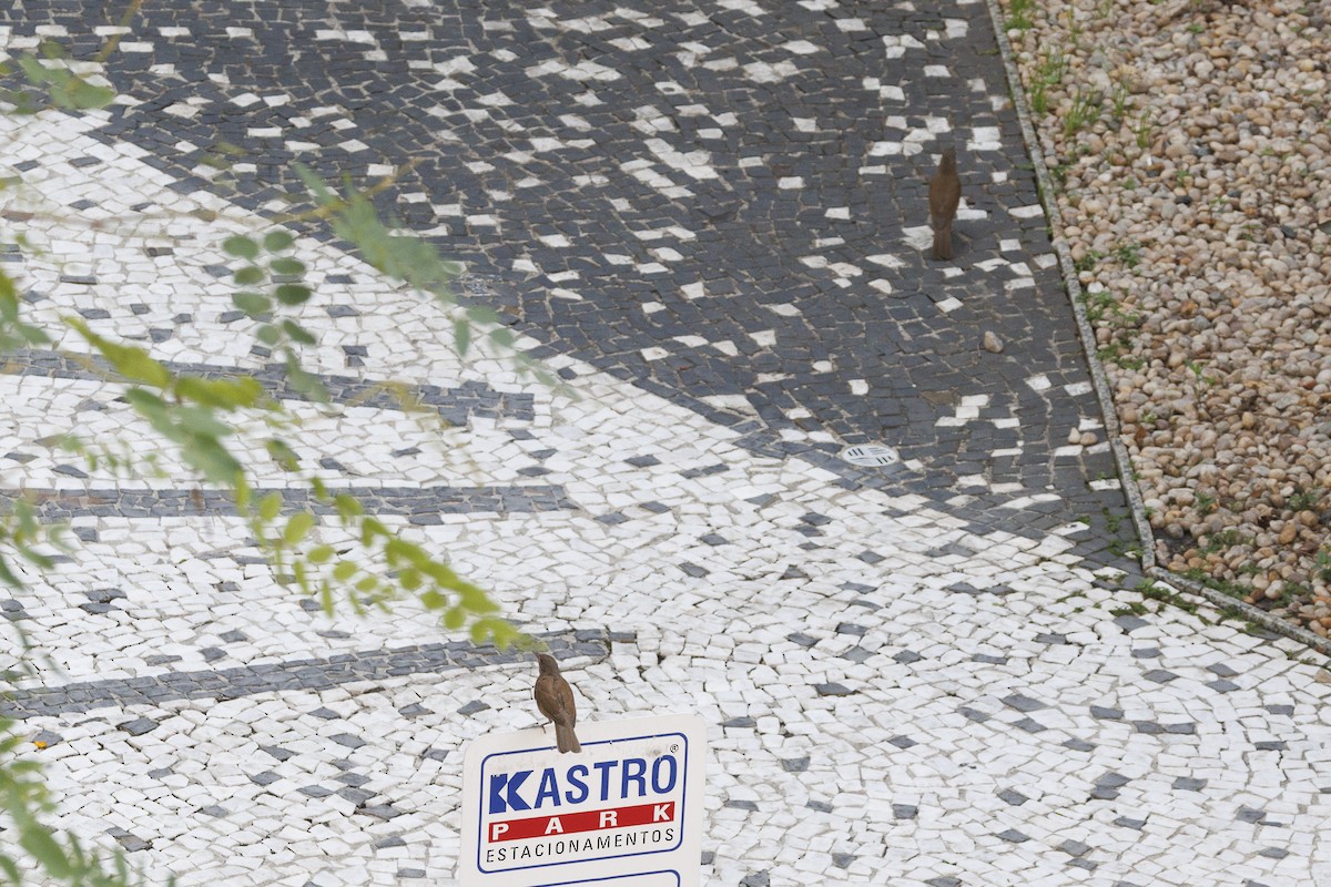 Fahlbrustdrossel - ML644474521