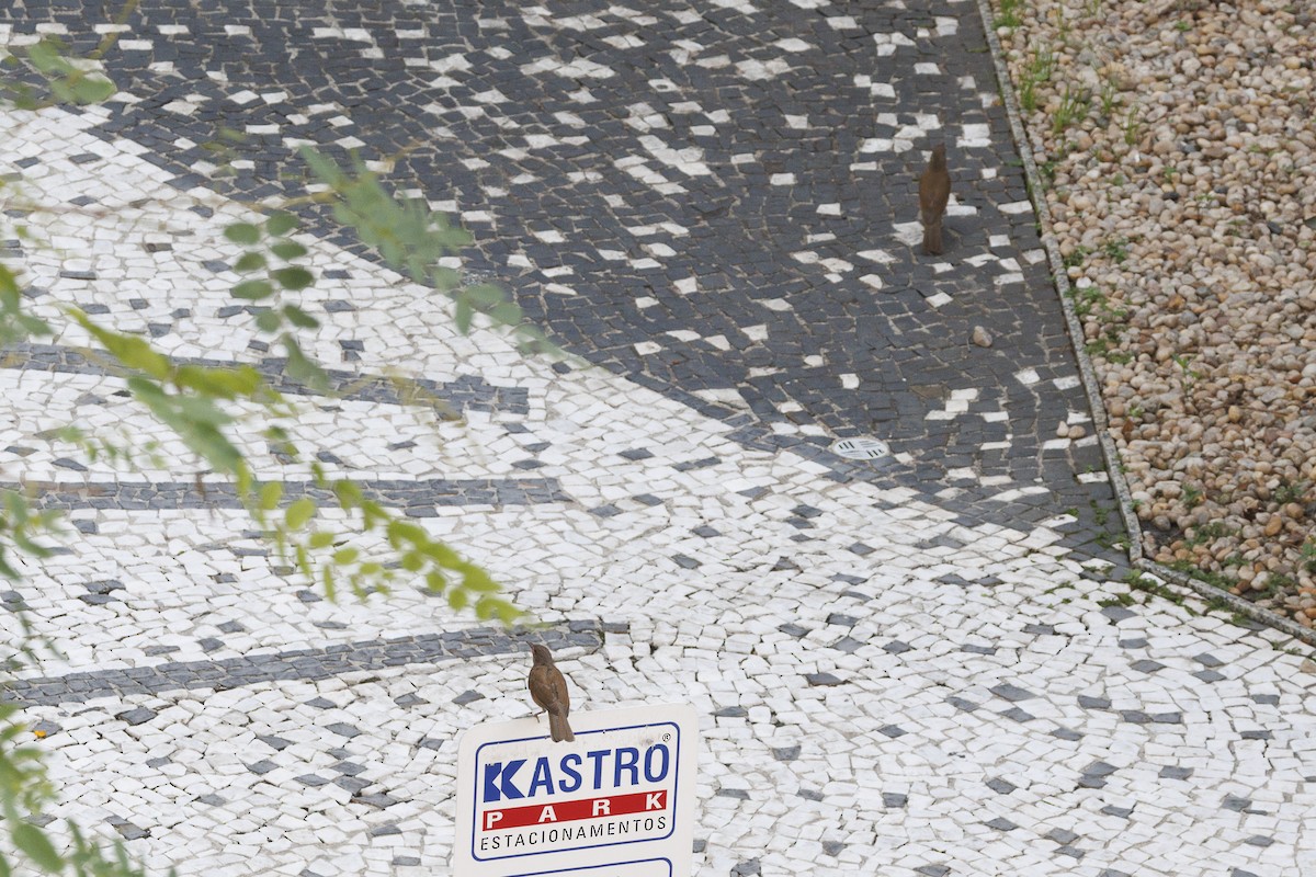 Fahlbrustdrossel - ML644474523