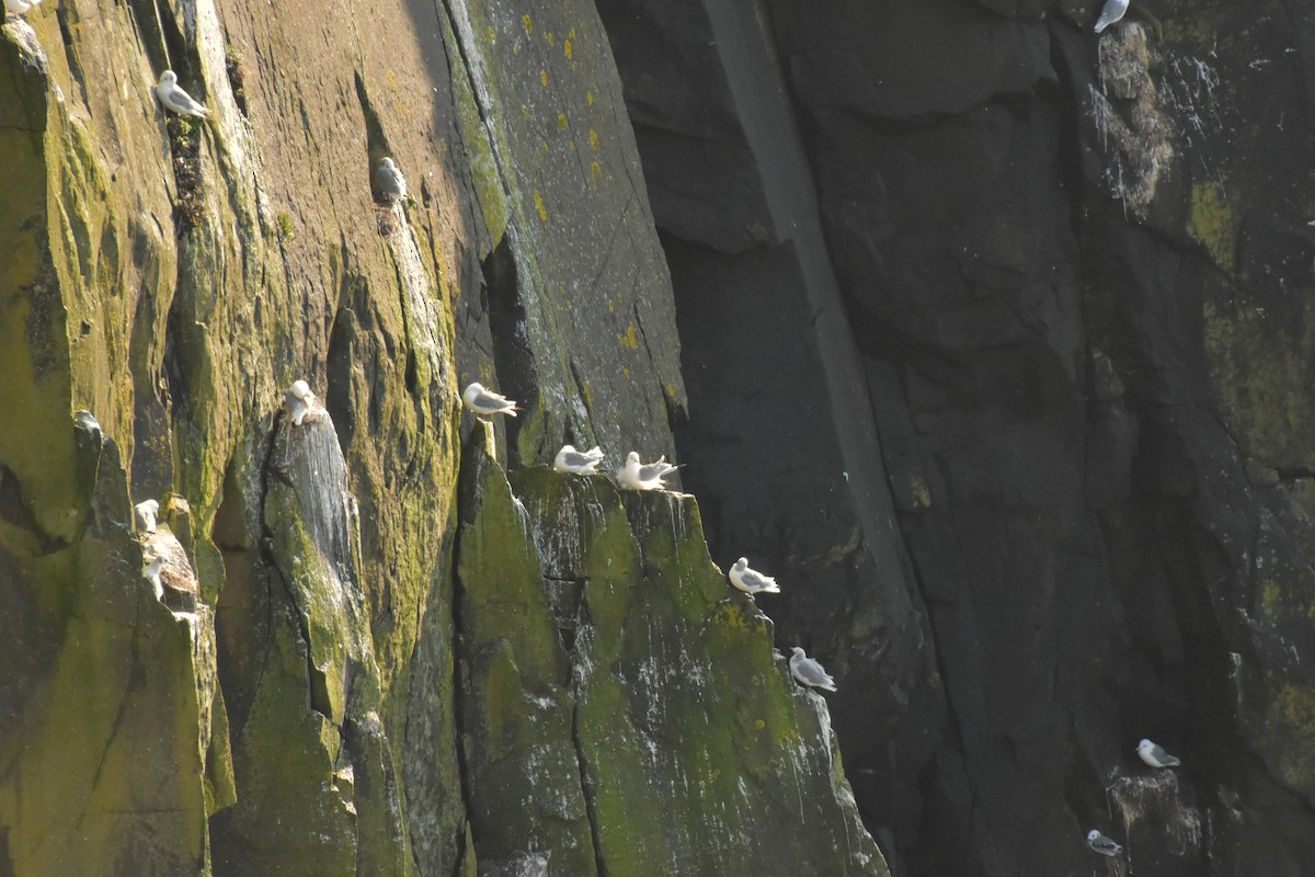 Black-legged Kittiwake - ML644474525