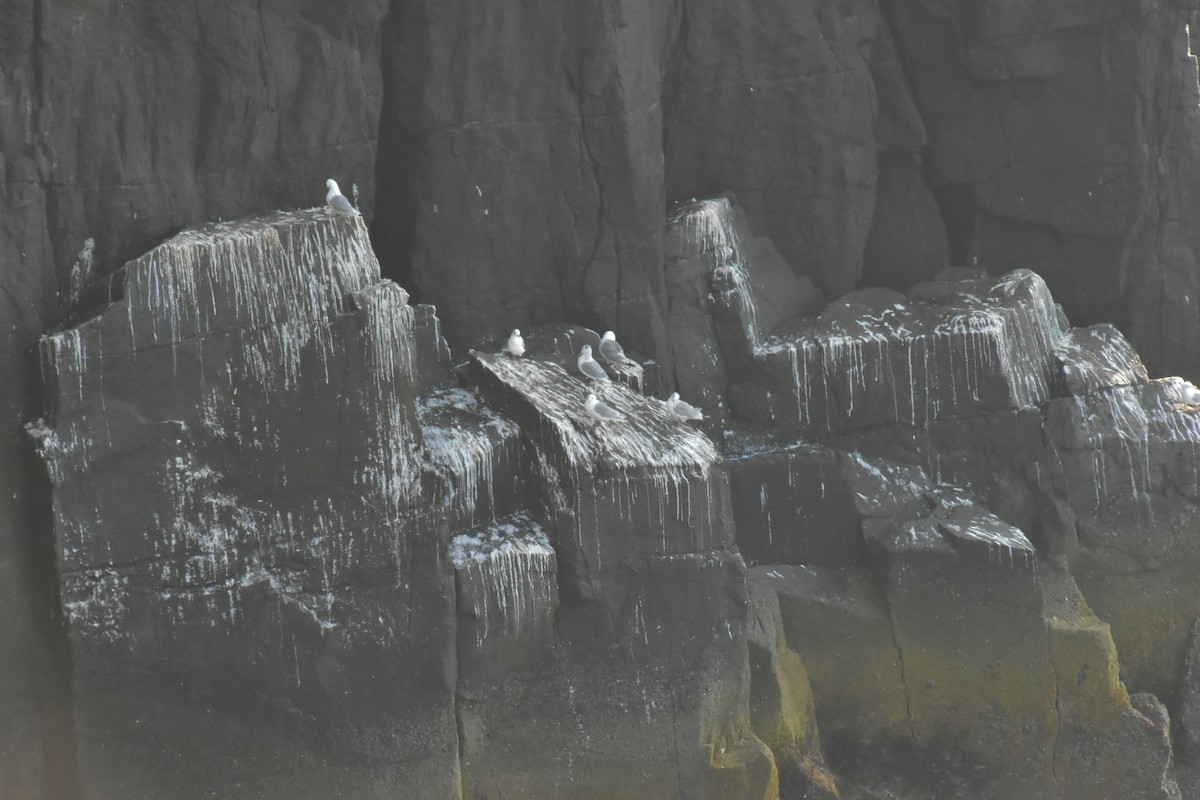 Black-legged Kittiwake - ML644474528