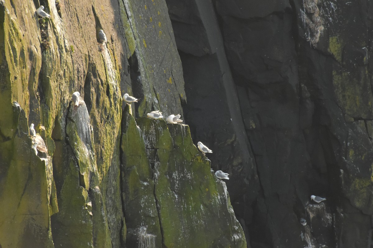 Black-legged Kittiwake - ML644474536