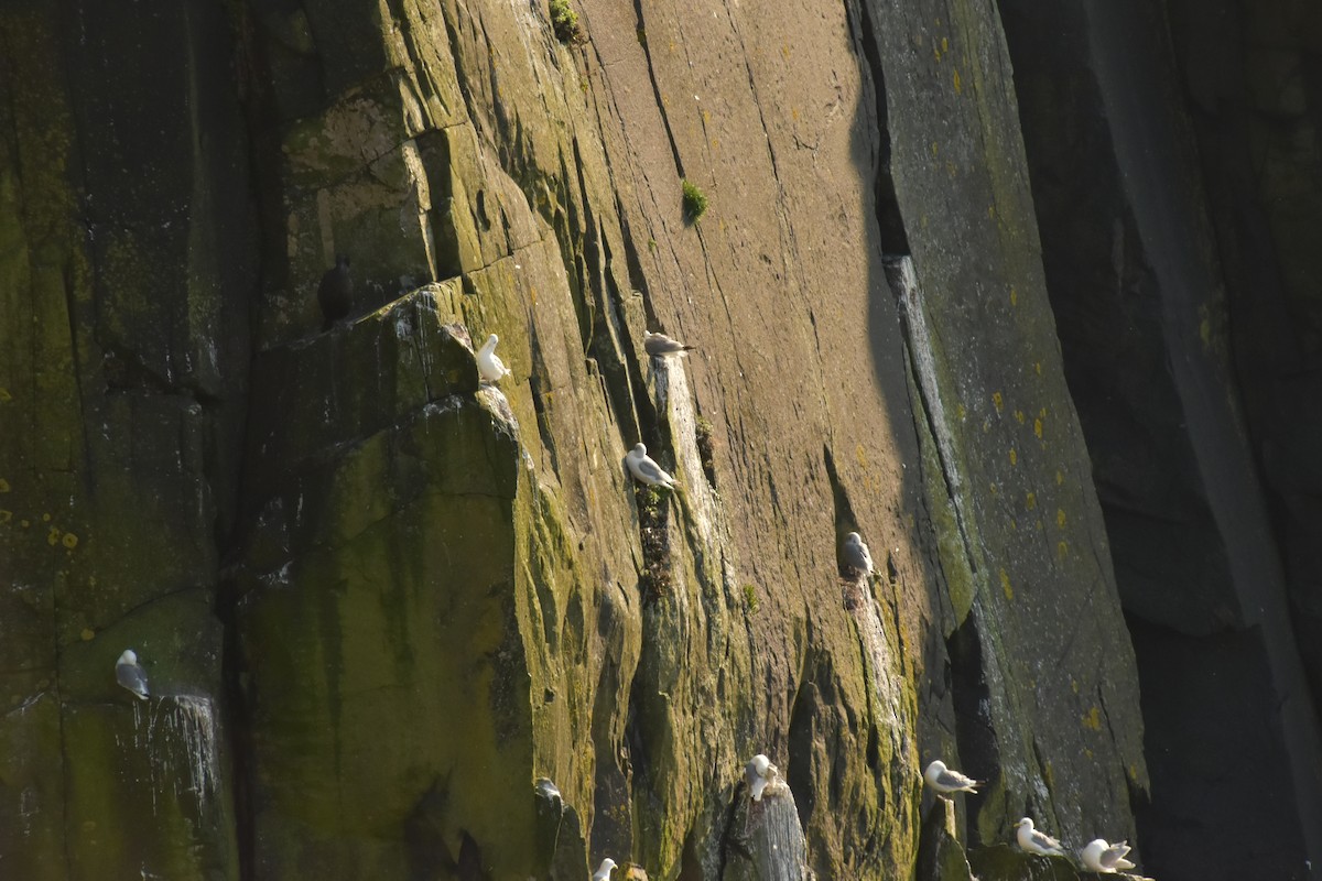 Black-legged Kittiwake - ML644474537