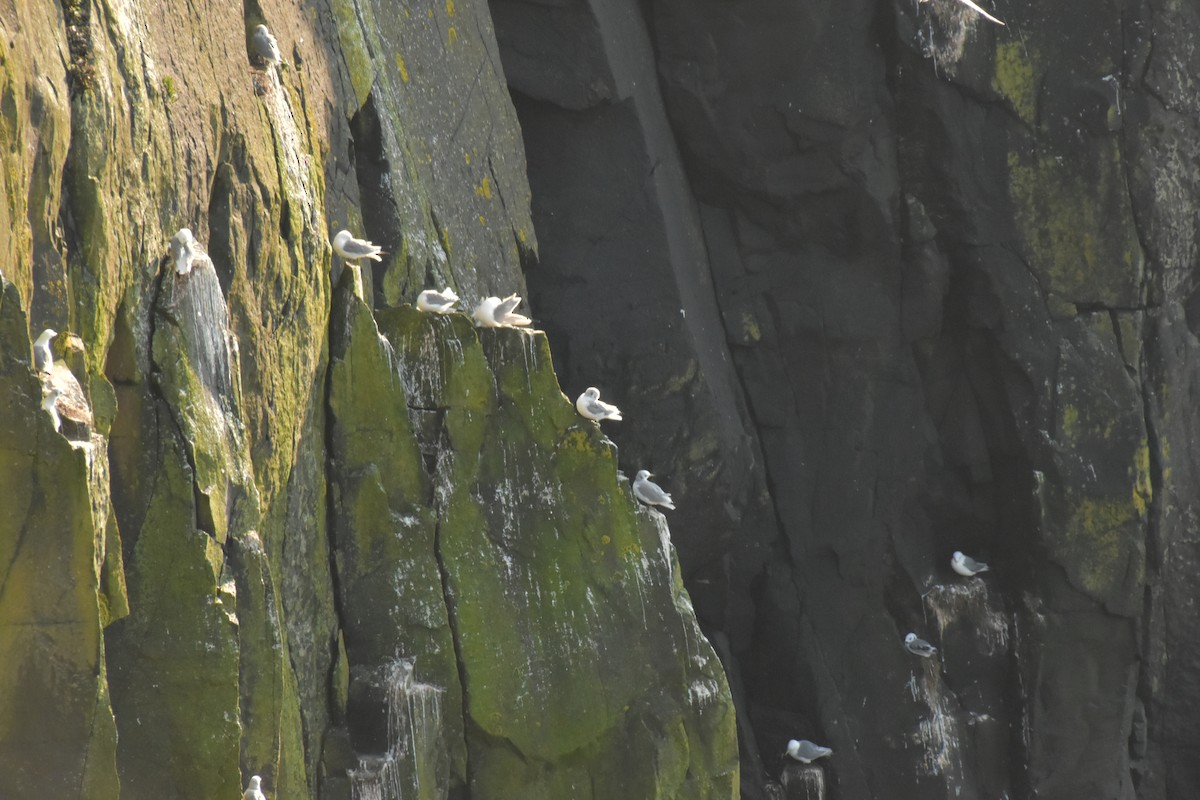 Black-legged Kittiwake - ML644474538