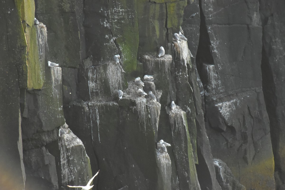 Black-legged Kittiwake - ML644474539