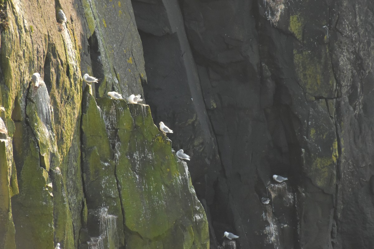 Black-legged Kittiwake - ML644474540