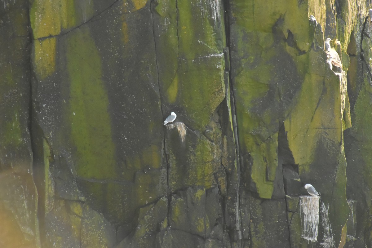 Black-legged Kittiwake - ML644474541