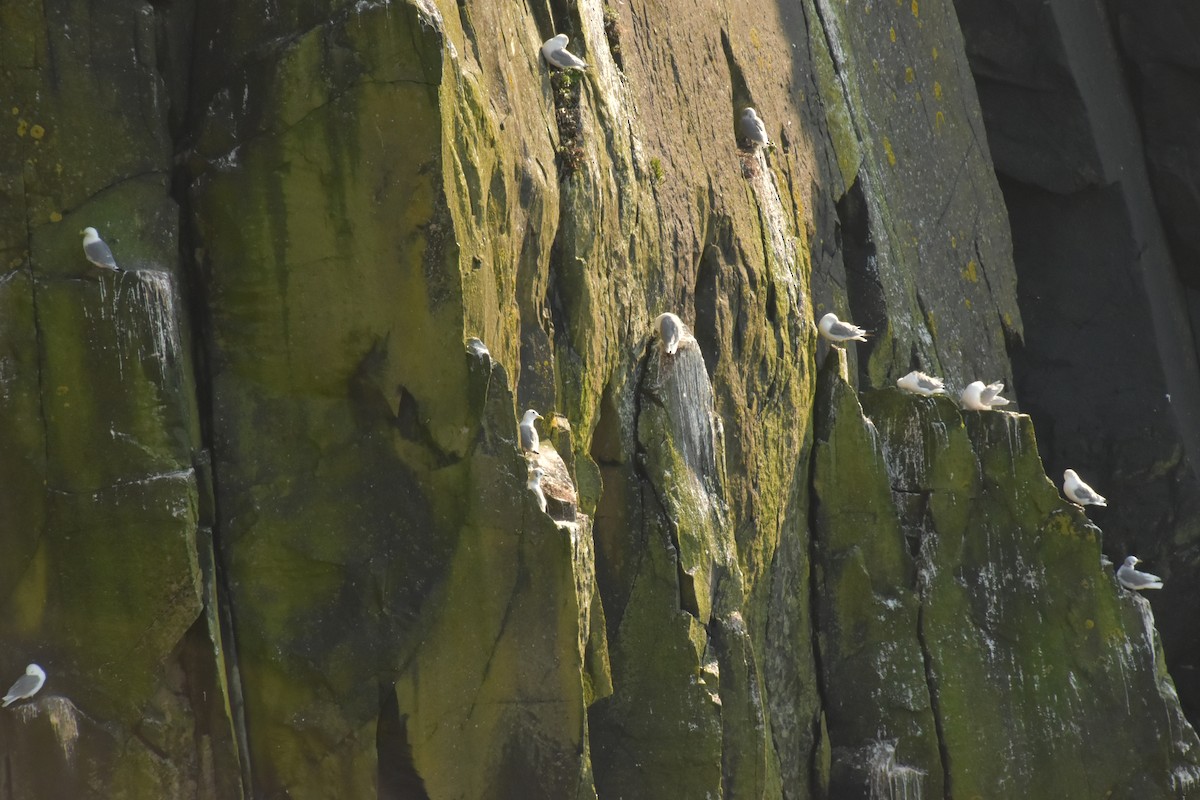 Black-legged Kittiwake - ML644474542