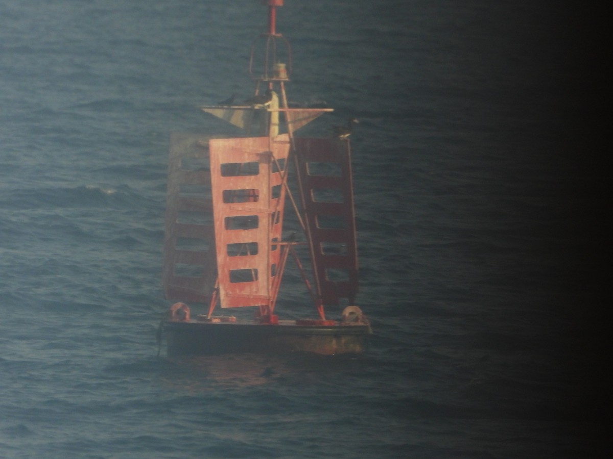 Brown Noddy - ML644474544