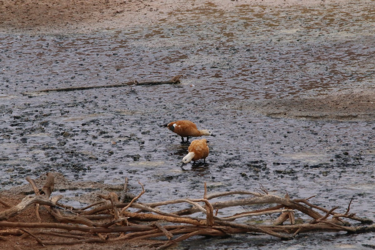 Ruddy Shelduck - ML644474560