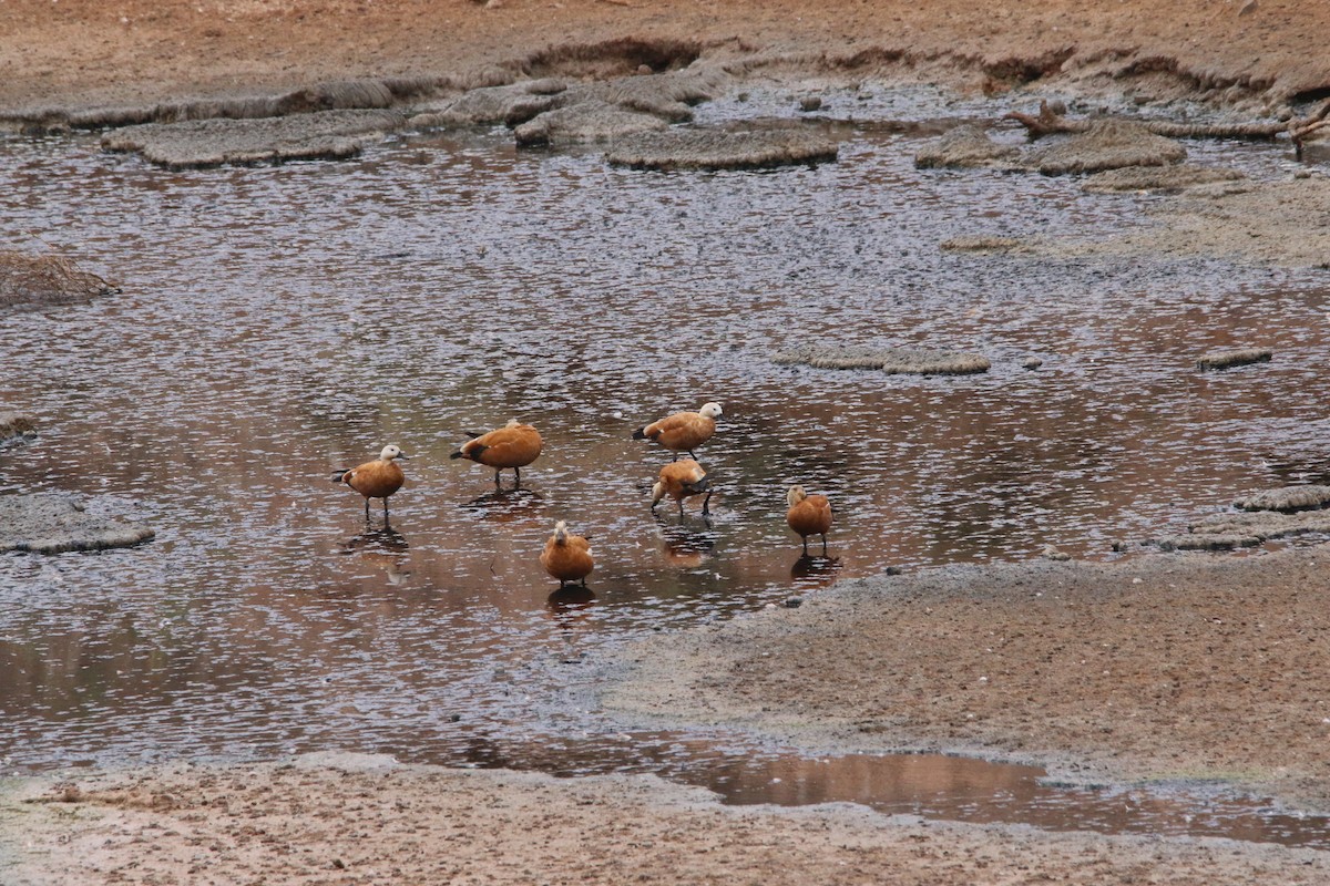 Ruddy Shelduck - ML644474561