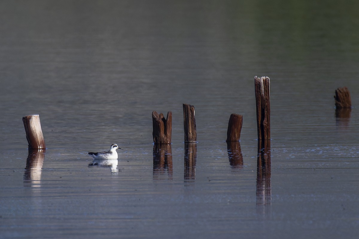 Red-necked Phalarope - ML644474562