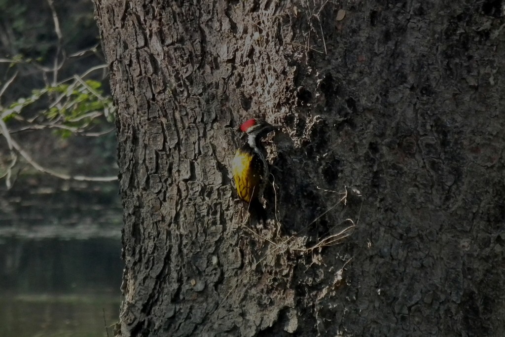 Black-rumped Flameback - ML644474566