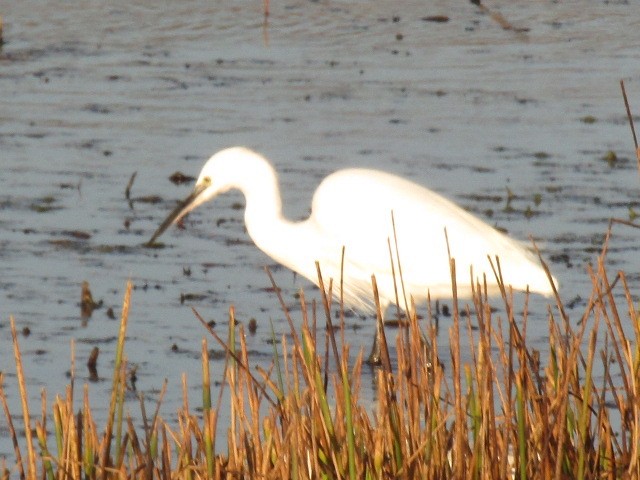 Aigrette garzette - ML644474569