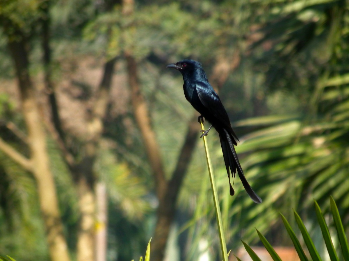 Black Drongo - ML644474581