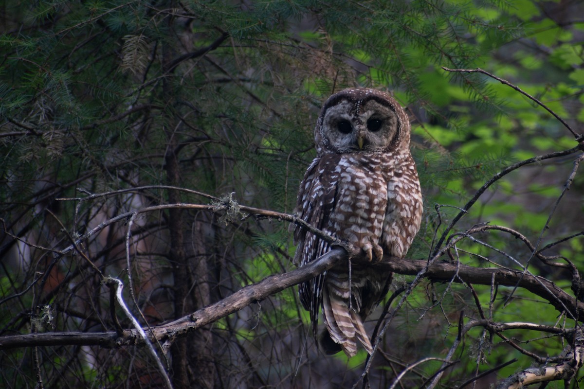 Chouette tachetée (lucida) - ML644474587