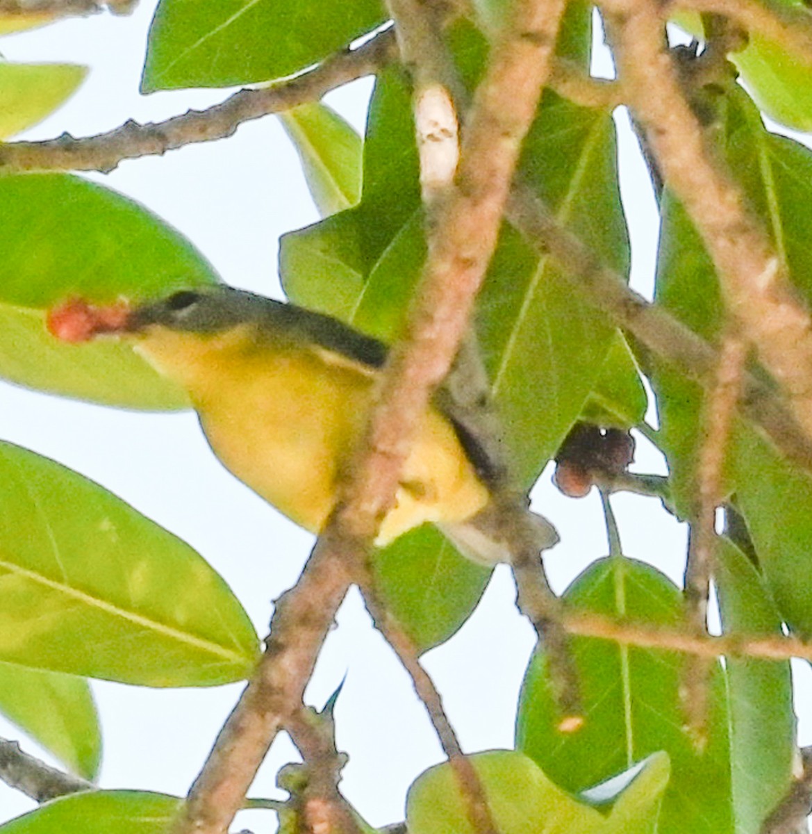 Black-throated Blue Warbler - ML644474590