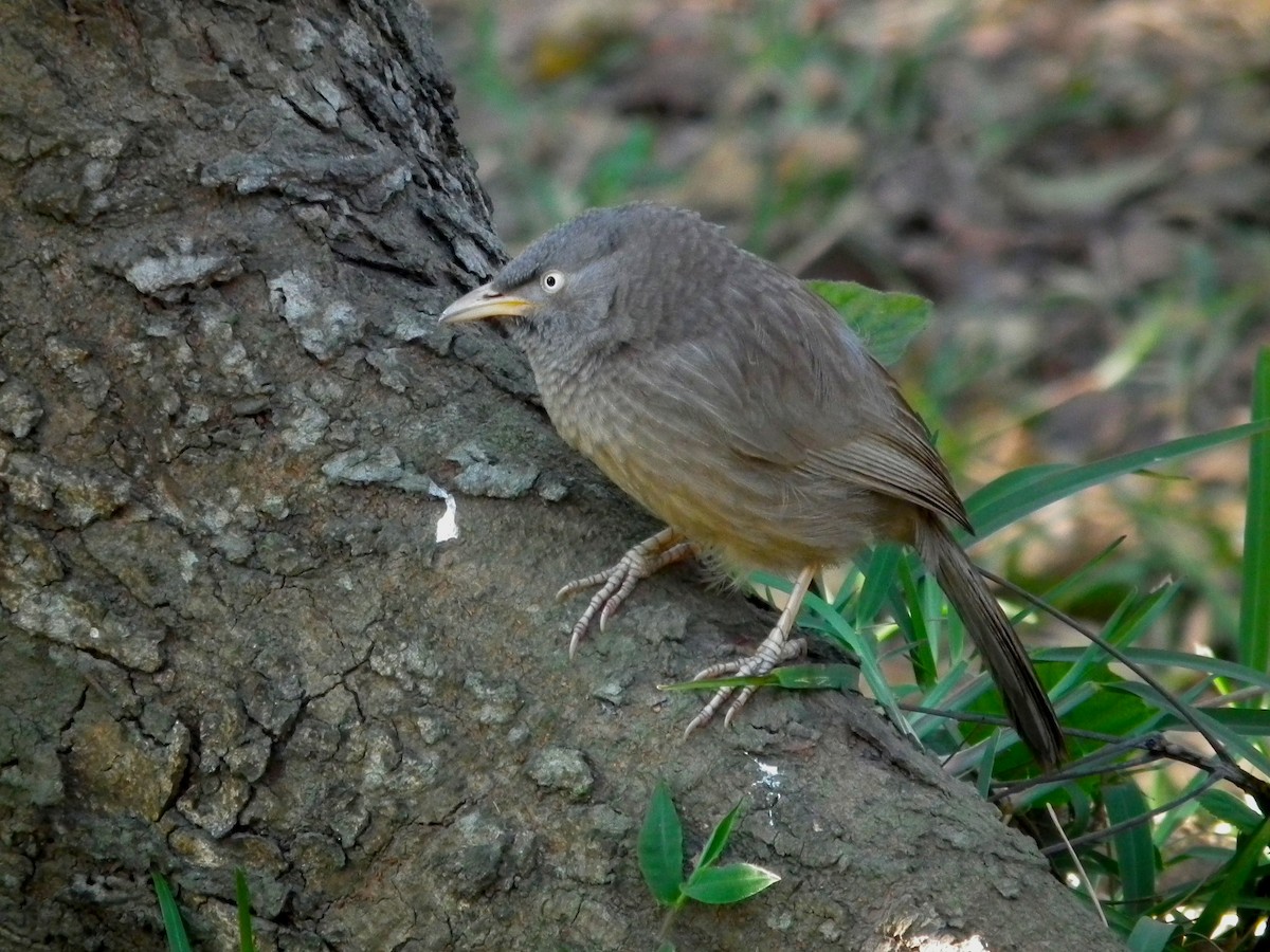Jungle Babbler - ML644474592