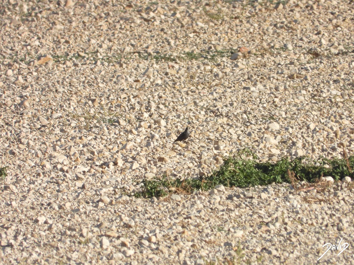 Étourneau unicolore - ML644474594