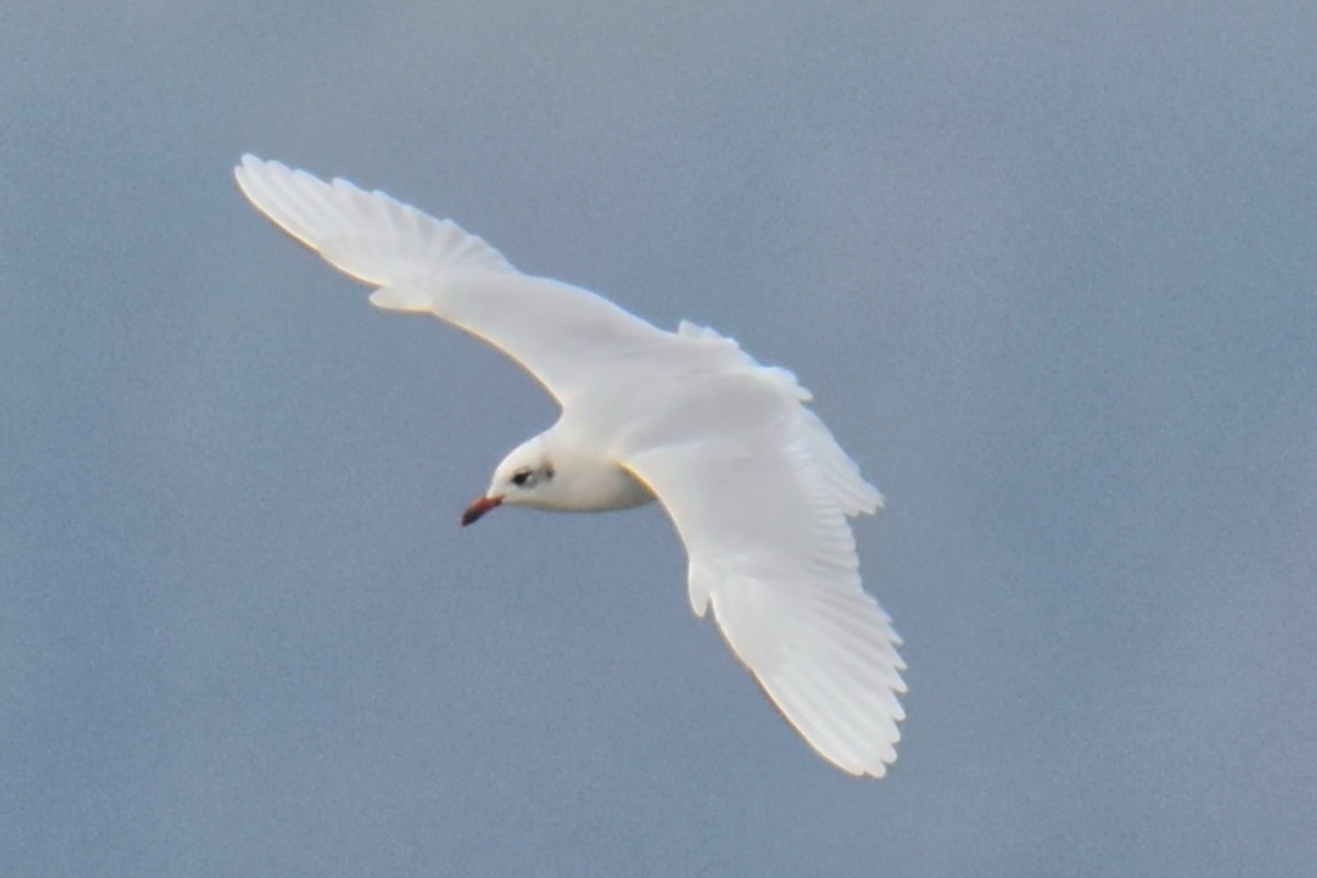 Mediterranean Gull - ML644474595