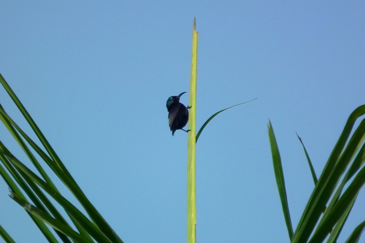 Purple Sunbird - ML644474598