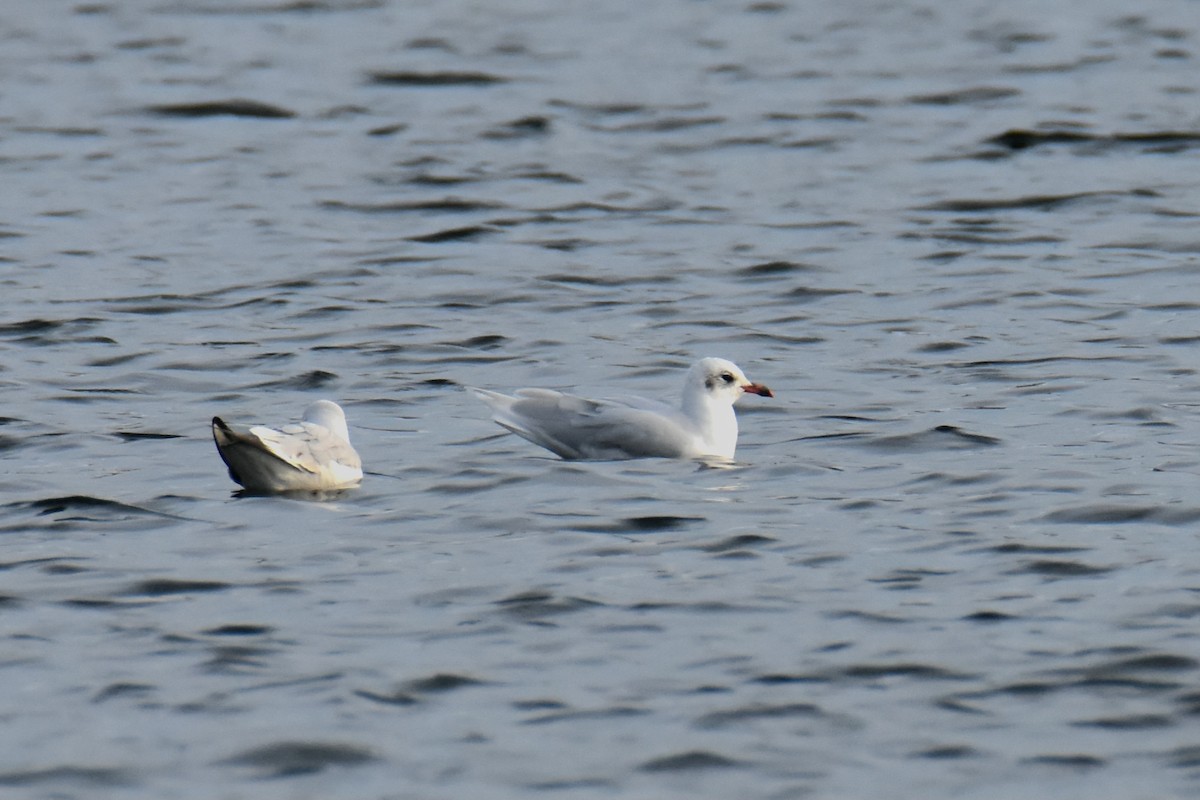 Mediterranean Gull - ML644474599