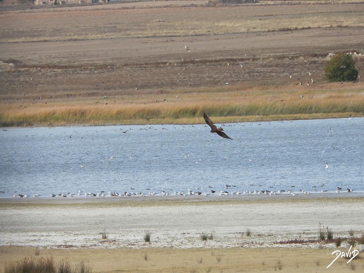 Western Marsh Harrier - ML644474602